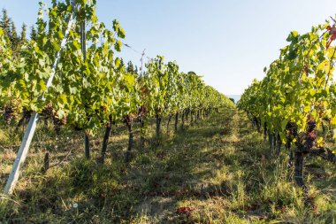 Toskana bölgesindeki Siena tepelerde üzüm bağları