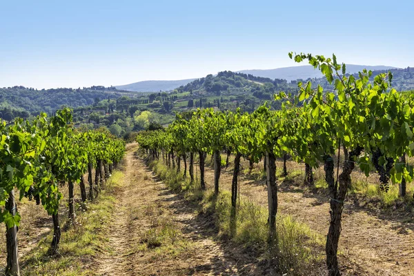 Toskana bölgesindeki Siena tepelerde üzüm bağları