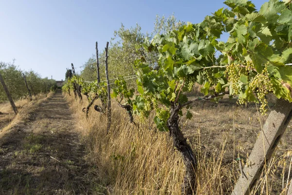 Виноградників на пагорбах Сієна в Тоскані — стокове фото