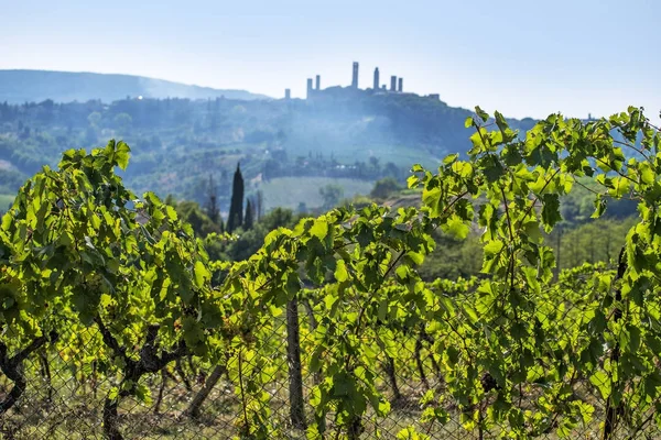Vignobles sur les collines de Sienne en Toscane — Photo