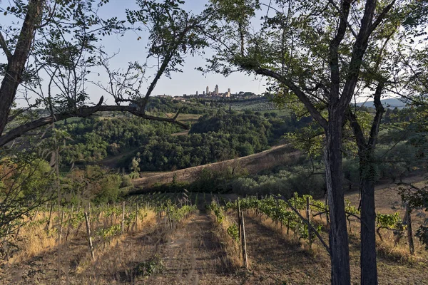 Vingårdar på Siena kullarna i Toscana — Stockfoto