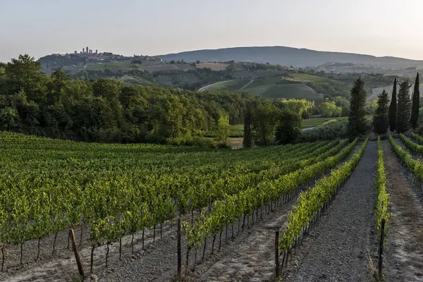 Vignobles sur les collines de Sienne en Toscane — Photo