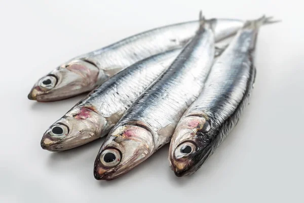 Quatro anchovas frescas isoladas em fundo branco — Fotografia de Stock