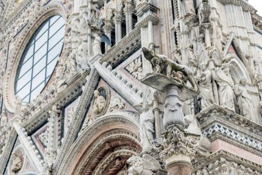 Siena Katedrali 'nin ön cephesi ve Siena Kurdu