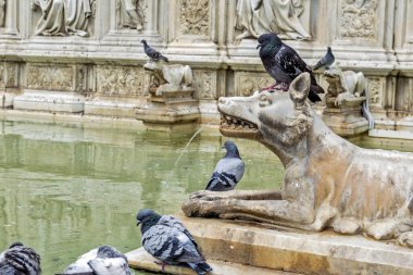 Siena Detail Fonte Gaia Piazza del Campo 'da