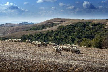 Eylül 'de Siena tepelerinde koyun otlatılıyor.