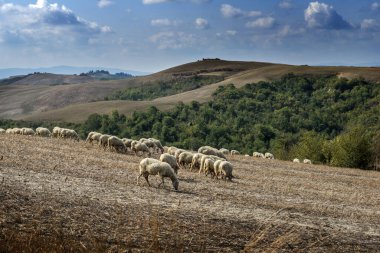 Eylül 'de Siena tepelerinde koyun otlatılıyor.
