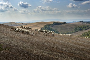 Eylül 'de Siena tepelerinde koyun otlatılıyor.