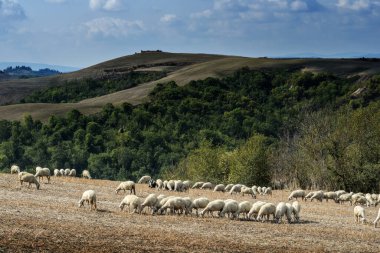 Eylül 'de Siena tepelerinde koyun otlatılıyor.