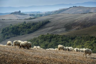 Eylül 'de Siena tepelerinde koyun otlatılıyor.
