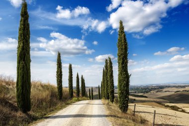 Toskana 'daki Sienese tepelerinde selvi ağaçları olan garaj yolu.