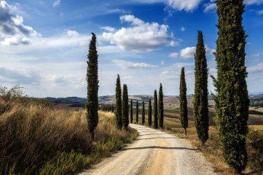 Toskana 'daki Sienese tepelerinde selvi ağaçları olan garaj yolu.