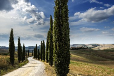 Toskana 'daki Sienese tepelerinde selvi ağaçları olan garaj yolu.