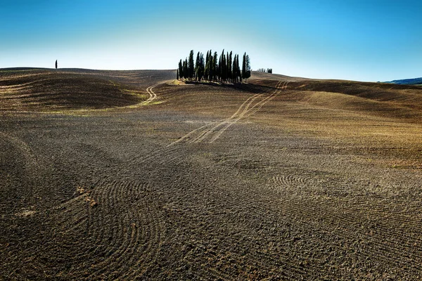 Gruppo di cipressi sulle colline senesi a San Quirico D'Orcia — Foto Stock