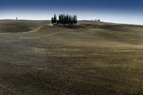 Gruppo di cipressi sulle colline senesi a San Quirico D'Orcia — Foto Stock