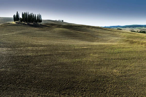 Gruppo di cipressi sulle colline senesi a San Quirico D'Orcia — Foto Stock