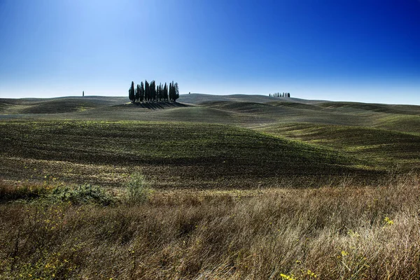 Groep van cipressen in de Sienese heuvels in San Quirico D 'Orcia — Stockfoto