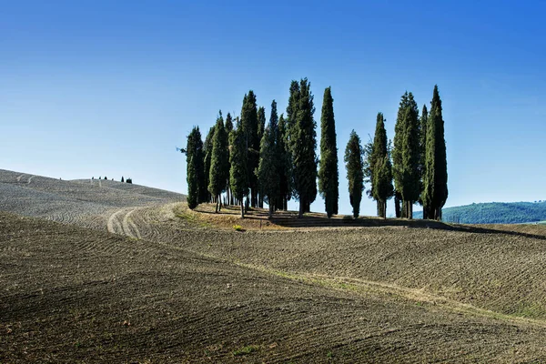 Group of cypresses in the Sienese hills in San Quirico D'Orcia — Stock Photo, Image