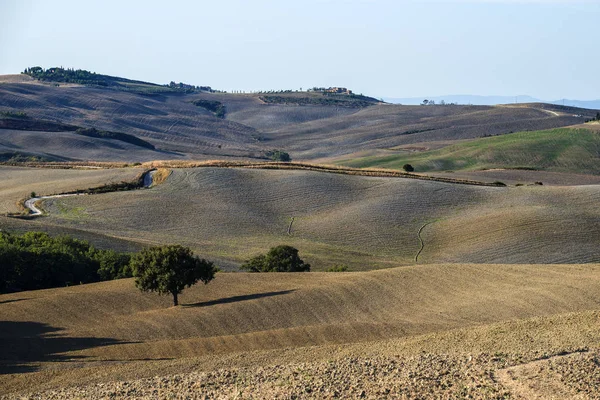 Siena tepelerinde yaz sonlarında ekilen tarlalar.