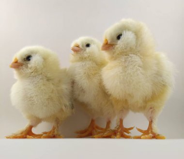 French breed chick trio called Salmon Faverolles clipart