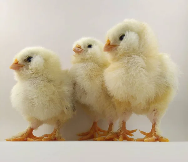 Francuska rasa chick trio o nazwie Faverolles łososia — Zdjęcie stockowe