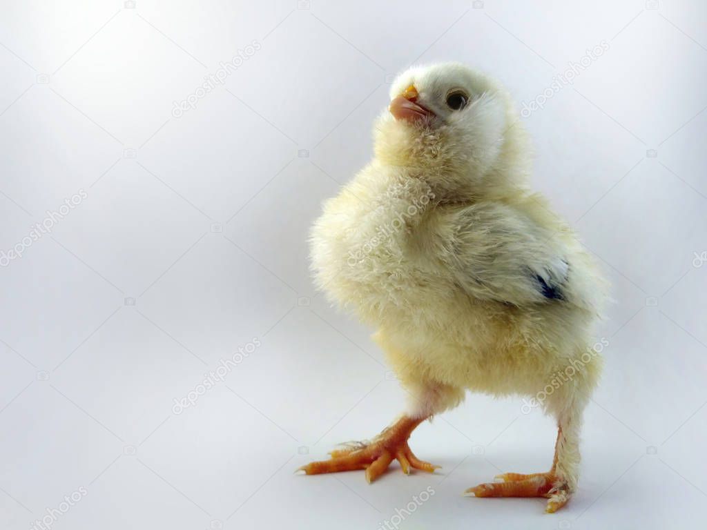 French breed chick called Salmon Faverolles