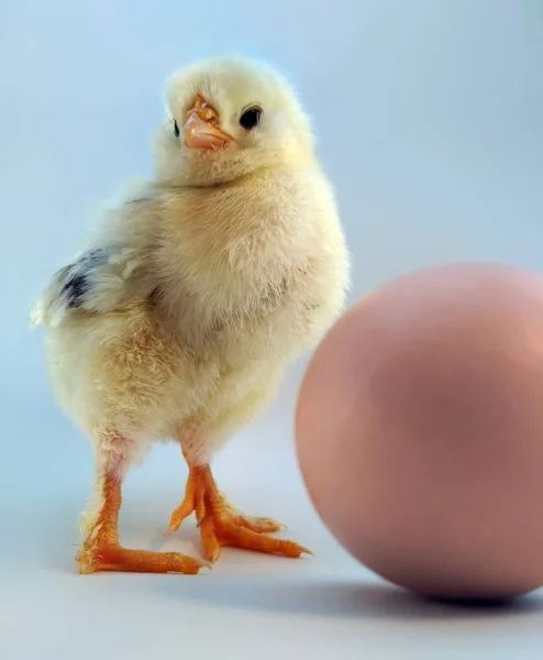 Five day old chickling and egg — Stock Photo, Image