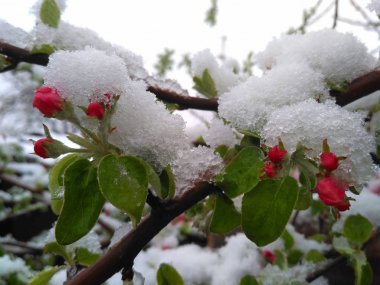 Bir toz kar sonra çiçek açması elma ağacı.