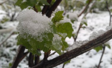 Grapevine bud break ile buzlu yağmur sonra başlar..