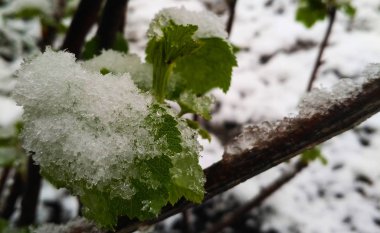 Grapevine bud break ile buzlu yağmur sonra başlar..