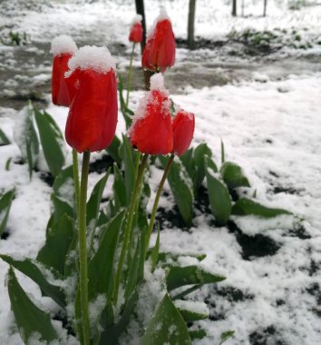 Kış bahar ve çiçek açan laleler.