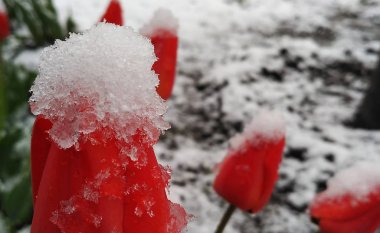 Kar çiçekleri bir bahar thundersnow sonra.