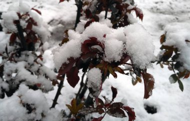 Uyuşukluk Bahçe kırma üzerinde kar örtüsü.