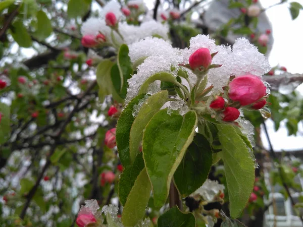 Schnee im Frühling nach Auswirkungen. — Stockfoto