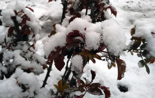Uyuşukluk Bahçe kırma üzerinde kar örtüsü.