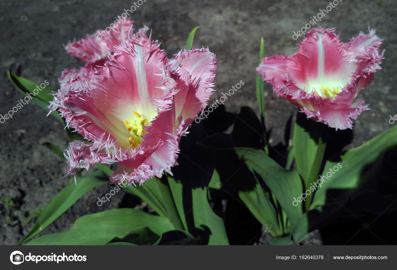Light Pink Fringed Tulip Named Fancy Frills Stock Photo C Threedicube 162640378