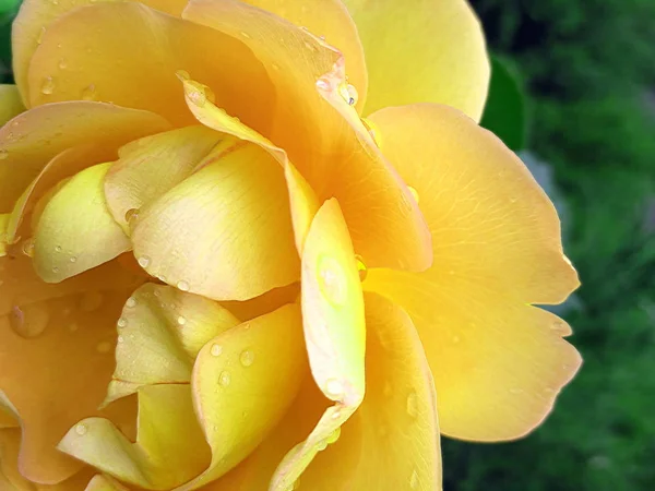Rosa amarilla con gotas de agua después de la lluvia . — Foto de Stock
