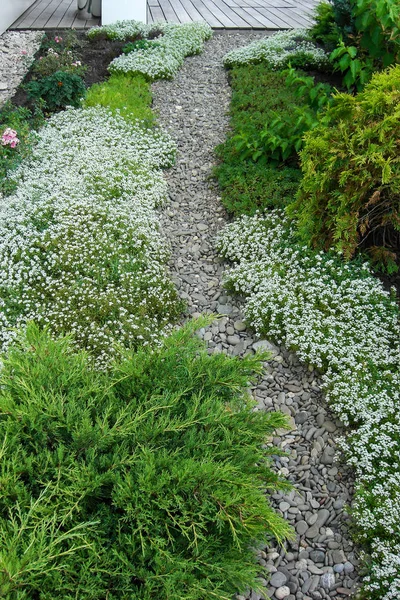 Çiçek açan kayalar, Bahçe kaldırım taşı döşeli yolları — Stok fotoğraf