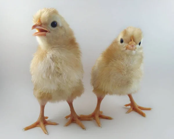 Trzydniowy Duet Kurczaków Grzebieniem Głowie — Zdjęcie stockowe