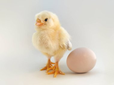 Arka planda yumurtanın yanında üç günlük tavuk var..