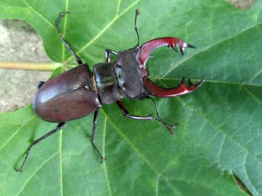 Yaprağın üzerindeki büyük Avrupa geyik böceği.