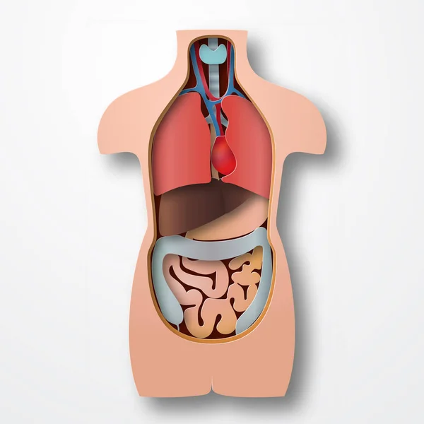 Anatomía del cuerpo humano, órganos médicos sistema papel arte estilo vector ilustración — Archivo Imágenes Vectoriales