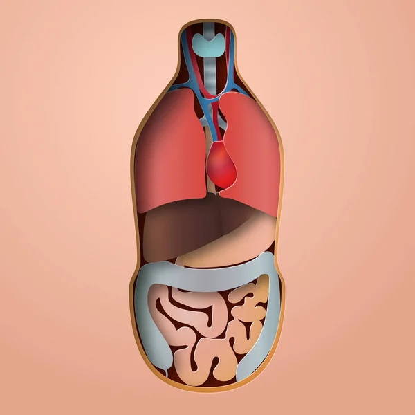 Ανατομία του ανθρώπινου σώματος, ιατρικά όργανα σύστημα χαρτί craft στυλ εικονογράφηση φορέα — Διανυσματικό Αρχείο