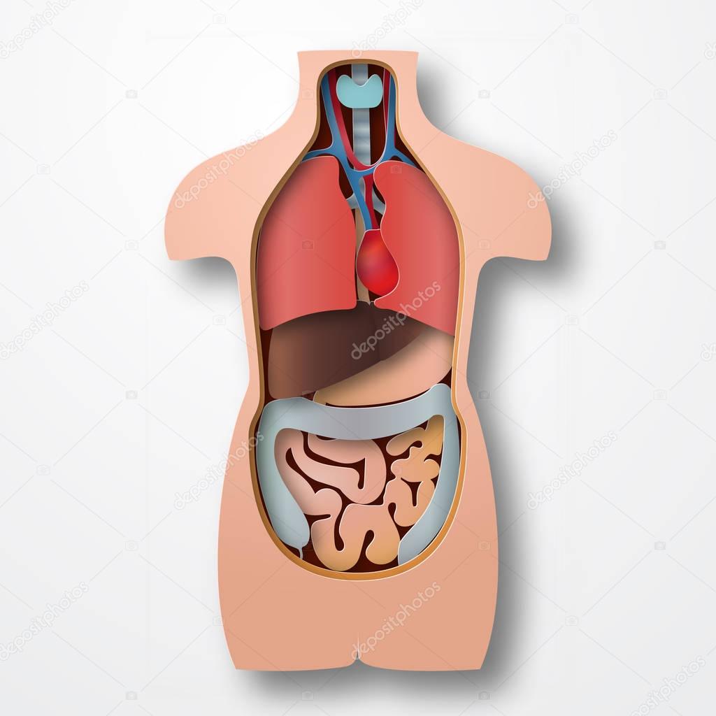 Human body anatomy, medical organs system paper craft style vector illustration