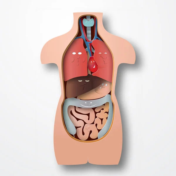 Anatomie des menschlichen Körpers, medizinische Organe Emotionen System Papier Handwerk Stil Vektor Illustration — Stockvektor