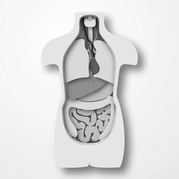 人体解剖学、医療臓器システム紙クラフト スタイルのベクトル図 — ストックベクタ