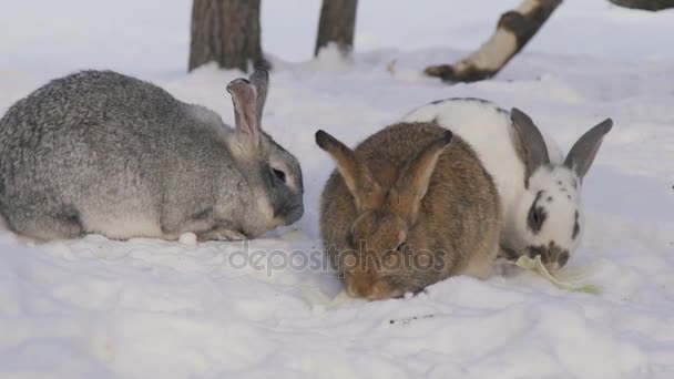 Tři roztomilé huňatých králíků, které se jinou barvou žvýkat listy na sněhu.
