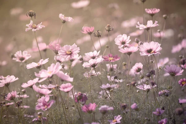 Cosmos flower in vintage color background