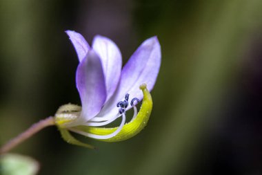 Close-Up örümcek ot (Cleome rutidosperma Dc.) Çiçek.
