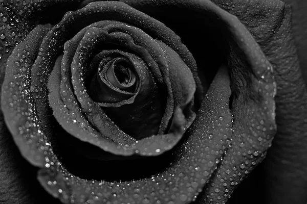 Close-up view of beautiful dark red rose with water dew drops — Stock Photo, Image